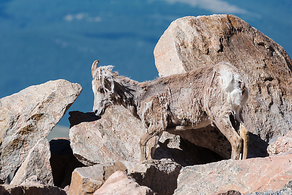 포토 JPG 해외이미지 동물 여자 남자 야생동물 어린이 모래 포유류 자연 털 뿔 사람없음 빛 태양 갈색 힘 가을 붓 양 뜨거움 소 군중 먹기 바퀴자국 냄새 문학 암초 내추럴 램 어려움 콜로라도 해외202007 해외포토 자연요소 계절 컬러 자국 모션 사람 미국 생태계 파일형식