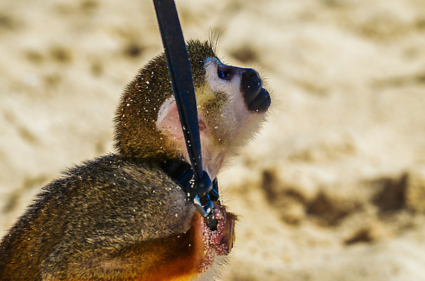 포토 JPG 해외이미지 동물 한마리 응시 얼굴 야생동물 어린이 새끼 모래 바다 백그라운드 장난 포유류 자연 휴가 휴식 털 동물원 서기 앉기 사람없음 야외 여름 반려동물 컬러풀 갈색 회색 흰색 원숭이 잡기 유머 개 작음 먹기 솜털 돌봄 열대기후 카피스페이스 해외202007 해외포토 1 시선 계절 감정 컬러 컨셉 모션 사람 신체부위 공백 크기 생태계 파일형식