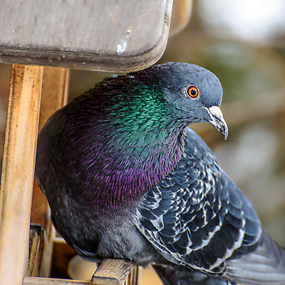 포토 JPG 해외이미지 나무 동물 공원 야생동물 겨울 날개 자연 조류 주택 사람없음 목재 빨간색 초록색 파란색 상자 봄 나뭇가지 둥지 숲 작음 깃털 비둘기 부리 내추럴 동물상 해외202007 해외포토 식물 계절 공공시설 컬러 재료 건물 조형물 크기 생태계 파일형식