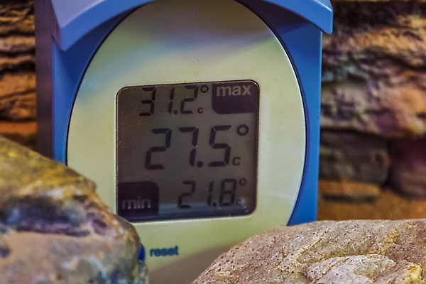 포토 JPG 해외이미지 동물 유럽 파충류 양서류 사람없음 반려동물 환경 디지털 장비 뜨거움 온도계 통제 측정 전자 난방 온도 계량기 규정 돌봄 이국적 제어 조종장치 해외202007 해외포토 나라 모션 파일형식