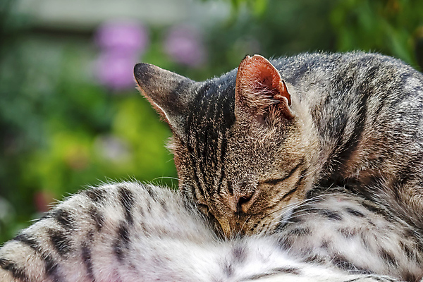 포토 JPG 해외이미지 한마리 응시 실내 사람없음 반려동물 검은색 고양이 얼룩무늬 해외202007 해외포토 동물 1 시선 컬러 무늬 포유류 내부 파일형식