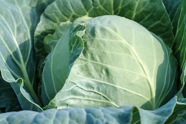 포토 JPG 해외이미지 식물 계절 음식 잎 밭 농업 다이어트 채소 재료 자연 건강 사람없음 야외 초록색 농작물 농장 농경지 머리 정원 봄 샐러드 수확 성장 흰색 시골 신선 먹기 가득함 유기농 원예 양배추 날것 국산 내추럴 바이오 밭일 줄서기 채식주의자 세련 해외202007 해외포토 웰빙 산업 컬러 모션 취미 신체부위 생태계 채식 파일형식