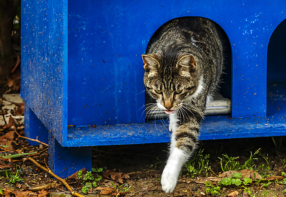 포토 JPG 해외이미지 한마리 응시 실내 사람없음 반려동물 검은색 고양이 얼룩무늬 해외202007 해외포토 동물 1 시선 컬러 무늬 포유류 내부 파일형식