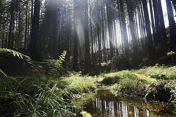 포토 JPG 해외이미지 나무 공원 유럽 백그라운드 잎 자연 동화 추상 파노라마 풍경 사람없음 야외 목재 초록색 물 여름 빛 햇빛 태양 농장 평화 환경 맑음 봄 하이킹 신선 개울 숲 큼 스위스 체코 마법 공화국 전국 해외202007 해외포토 자연요소 식물 계절 공공시설 나라 컬러 컨셉 무늬 농업 재료 레저 날씨 촬영기법 강 크기 생태계 파일형식