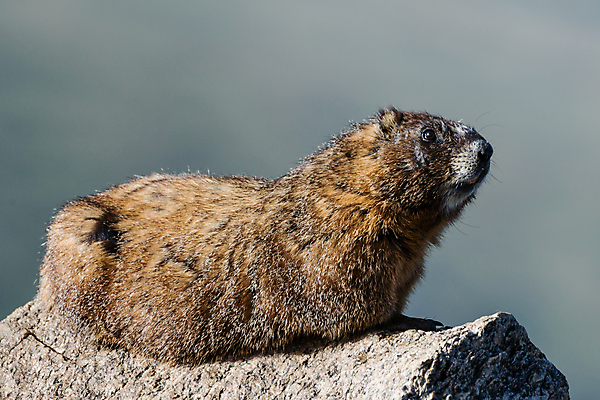 포토 JPG 해외이미지 동물 야생동물 분홍색 포유류 가족 자연 날씨 산 털 사람없음 갈색 노란색 조약돌 흰색 돼지 보호 설치류 수줍음 호루라기 고도 언덕 다람쥐 오르기 지역 소셜 울퉁불퉁 절정 콜로라도 화강암 해외202007 해외포토 감정 컬러 컨셉 관계 모션 미국 암석 돌_바위 생태계 파일형식