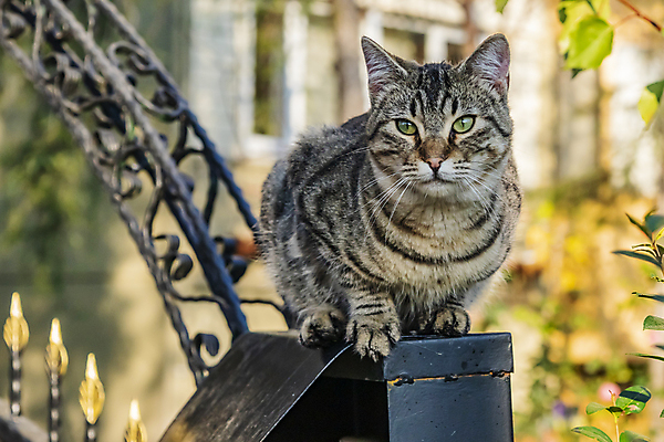 포토 JPG 해외이미지 한마리 응시 실내 사람없음 반려동물 검은색 고양이 얼룩무늬 해외202007 해외포토 동물 1 시선 컬러 무늬 포유류 내부 파일형식