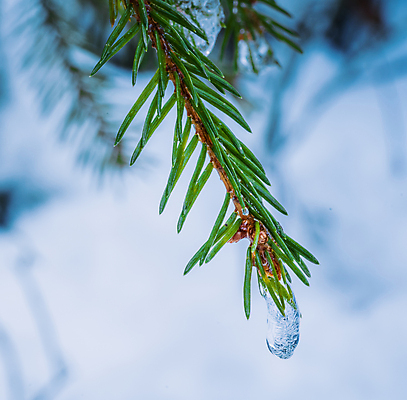 포토 JPG 해외이미지 나무 식물 계절 백그라운드 크리스마스 겨울 패턴 자연 날씨 추상 휴가 사람없음 야외 목재 초록색 파란색 냉동 얼음 추위 흰색 나뭇가지 소나무 바늘 숲 12월 크리스탈 서리 상록수 침엽수 솜털 전나무 1월 내추럴 눈내림 가문비나무 해외202007 해외포토 자연요소 기념일 컬러 무늬 재료 눈_날씨 도구 날짜 광석 생태계 파일형식