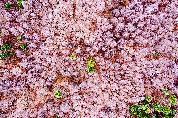 포토 JPG 해외이미지 나무 직업 도로 호수 여행 백그라운드 겨울 신체 자연 산 거리 독일 안테나 풍경 사람없음 목재 세로 초록색 물 파란색 환경 가을 오스트리아 숲 땅 사진사 스위스 빙하 알프스 통과 발견 내추럴 굴곡 앨버타 옛날 한계 해외202007 해외포토 자연요소 식물 계절 유럽 길 컬러 재료 통신 교통시설 작가 생태계 파일형식