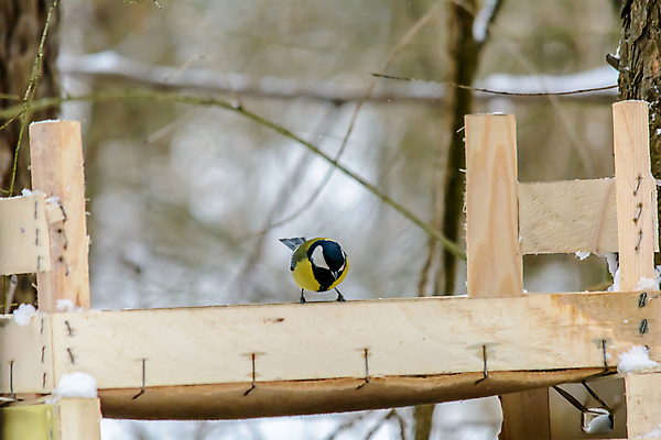포토 JPG 해외이미지 동물 계절 공원 야생동물 음식 백그라운드 겨울 날개 자연 조류 날씨 씨앗 사람없음 야외 목재 상자 환경 정원 냉동 추위 숲 작음 먹이 깃털 생물학 꼬리 서리 부리 내추럴 동물상 수유 눈내림 해외202007 해외포토 나무 식물 공공시설 교육 재료 눈_날씨 조형물 크기 생태계 파일형식