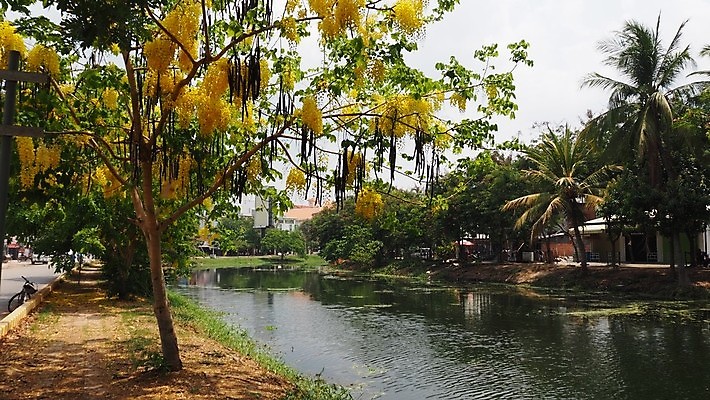 포토 JPG 해외이미지 나무 식물 전통 꽃잎 꽃 아시아 문화 여행 꽃무늬 태국 자연 휴가 매달리기 동양인 풍경 사람없음 야외 장식 물 여름 강 노란색 벚꽃 나뭇가지 시골 황금 캄보디아 내추럴 샤워실 해외202007 해외포토 자연요소 계절 나라 컬러 무늬 모션 인종 생태계 샤워시설 파일형식