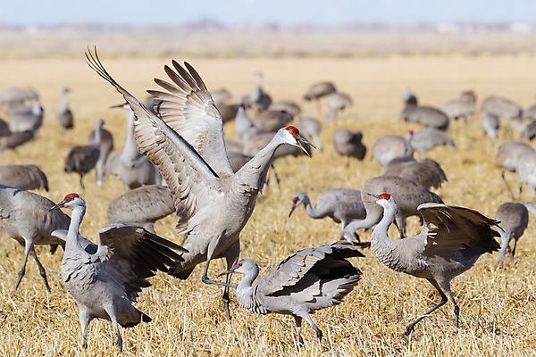 포토 JPG 해외이미지 동물 구름 야생동물 밭 날개 자연 조류 하늘 산 사람없음 야외 빨간색 파란색 컬러풀 노란색 검은색 봄 회색 덮개 흰색 큼 깃털 기중기 부리 목 서식지 전국 콜로라도 해외202007 해외포토 자연요소 계절 컬러 농업 신체부위 미국 뚜껑 중장비 크기 생태계 파일형식