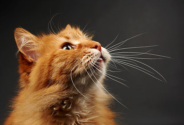 포토 JPG 해외이미지 한마리 응시 검은배경 휴식 사람없음 옆모습 반려동물 검은색 고양이 해외202007 해외포토 동물 1 시선 뷰포인트 컬러 백그라운드 컨셉 포유류 파일형식