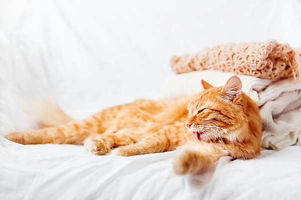 포토 JPG 해외이미지 한마리 옷 계절 겨울 휴식 실내 따뜻함 사람없음 반려동물 목도리 고양이 추위 가을 천 스웨터 해외202007 해외포토 동물 1 잡화 컨셉 상의 포유류 내부 직물 파일형식