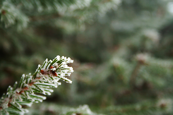 포토 JPG 해외이미지 나무 식물 계절 백그라운드 크리스마스 겨울 자연 하늘 날씨 휴가 새로움 풍경 사람없음 야외 목재 초록색 냉동 얼음 추위 흰색 나뭇가지 바늘 눈송이 닫기 숲 12월 크리스탈 연도 묘사 서리 장면 상록수 침엽수 전나무 1월 내추럴 2월 눈내림 가문비나무 해외202007 해외포토 자연요소 기념일 컬러 컨셉 재료 모션 눈_날씨 도구 날짜 광석 생태계 파일형식