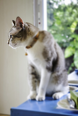 포토 JPG 해외이미지 한마리 탁자 앉기 사람없음 반려동물 고양이 카페 우아함 해외202007 해외포토 동물 1 가구 컨셉 포유류 모션 상점 파일형식