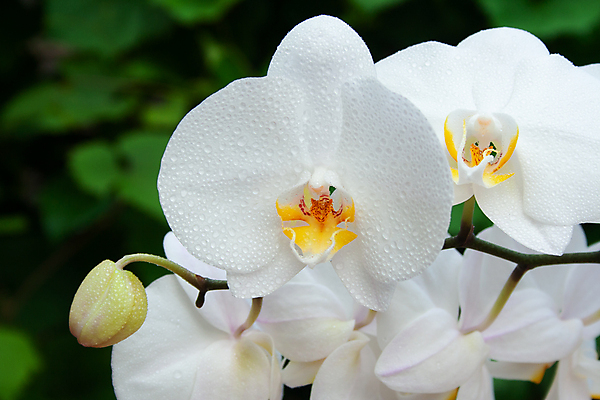포토 JPG 해외이미지 식물 디자인 꽃잎 꽃 줄기 백그라운드 꽃무늬 자연 사랑 사람없음 목재 장식 물 여름 노란색 정원 화목 봄 우정 벚꽃 흰색 물방울 나뭇가지 신선 난초 재산 우아함 닫기 호접란 이국적 해외202007 해외포토 자연요소 나무 계절 감정 컬러 컨셉 무늬 재료 모션 금융 친구 생태계 파일형식