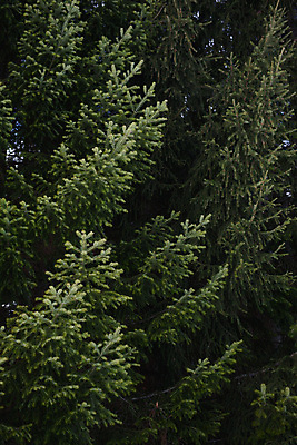 포토 JPG 해외이미지 나무 식물 계절 여행 백그라운드 잎 크리스마스 겨울 패턴 자연 추상 사람없음 야외 목재 장식 초록색 환경 봄 나뭇가지 신선 소나무 숲 묘사 질감 부드러움 북쪽 상록수 침엽수 전나무 원뿔 내추럴 생태학 가문비나무 해외202007 해외포토 도형 교육 기념일 컬러 무늬 재료 감각 방향 생태계 파일형식