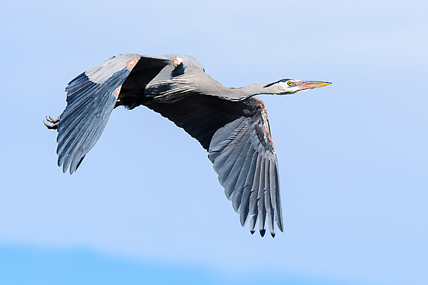 포토 JPG 해외이미지 동물 호수 야생동물 자연 조류 하늘 왕관 사람없음 야외 물 파란색 컬러풀 노란색 회색 덮개 흰색 비행 연못 우아함 둥지 큼 왜가리 깃털 꼬리 부리 사냥꾼 목 서식지 내추럴 창백 민물 해외202007 해외포토 자연요소 직업 컬러 컨셉 신체부위 뚜껑 크기 생태계 파일형식