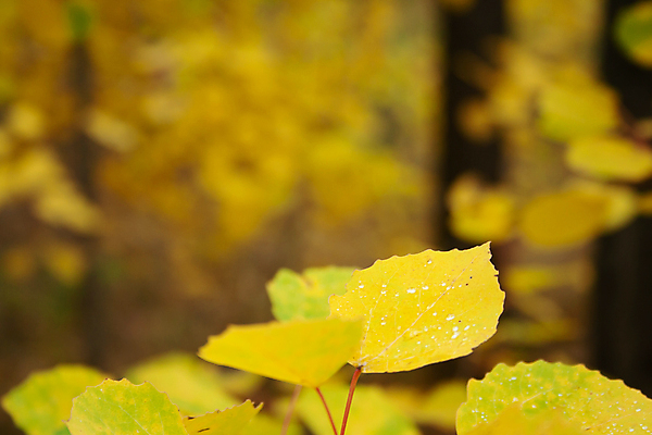 포토 JPG 해외이미지 나무 식물 계절 공원 백그라운드 잎 오렌지 자연 벽지 하늘 풍경 사람없음 야외 목재 빨간색 빛 컬러풀 햇빛 노란색 우주 환경 활발 가을 나뭇가지 신선 황금 숲 유기농 10월 내추럴 떠남 해외202007 해외포토 웰빙 공공시설 컬러 컨셉 과일 재료 모션 태양 날짜 생태계 파일형식