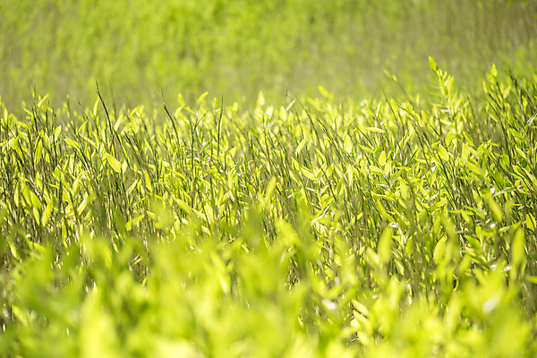 포토 JPG 해외이미지 주간 나무 꽃 종교 단풍 잎 불교 자연 아침 휴식 풍경 사람없음 야외 건물 초록색 물 반사 새싹 정원 일본 봄 조약돌 영혼 도쿄 조경 화단 웅장함 해외202007 해외포토 자연요소 식물 건축물 계절 아시아 컬러 컨셉 돌_바위 생태계 파일형식