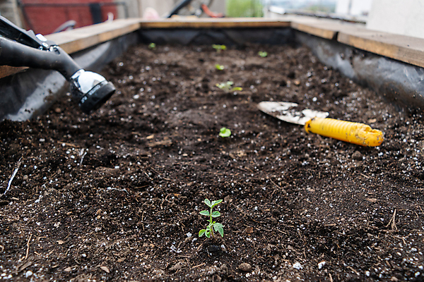 포토 JPG 해외이미지 식물 잎 채소 함께함 실내 취미 사람없음 정원 삽 원예 정원가꾸기 모종 심기 해외202007 해외포토 컨셉 모션 내부 파일형식