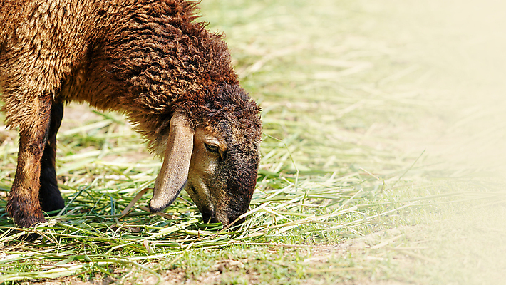 포토 JPG 해외이미지 동물 공원 산업 야생동물 음식 백그라운드 밭 농업 포유류 아프리카 태국 자연 털 육류 서기 초원 사람없음 야외 초록색 여름 햇빛 농장 농경지 갈색 머리 검은색 가축 봄 시골 양 군중 방목 먹기 양고기 양모 동물상 수유 화창 카피스페이스 해외202007 해외포토 계절 공공시설 나라 아시아 컬러 식재료 모션 날씨 사람 신체부위 태양 조형물 공백 직물 축산업 생태계 파일형식