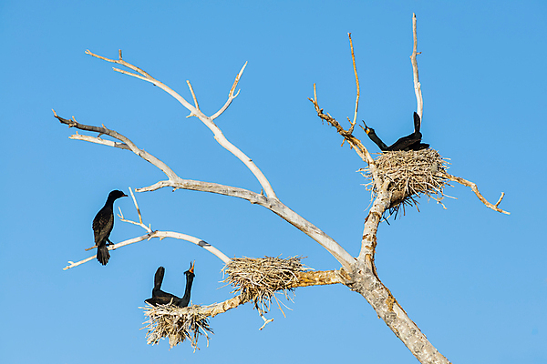 포토 JPG 해외이미지 나무 동물 여자 남자 호수 날개 자연 조류 하늘 산 오리 성인 사람없음 초록색 물 파란색 갈색 회색 덮개 시골 비행 떨어짐 습지 깃털 속도 부리 계산서 블러 콜로라도 해외202007 해외포토 자연요소 식물 컬러 컨셉 사람 미국 뚜껑 생태계 파일형식