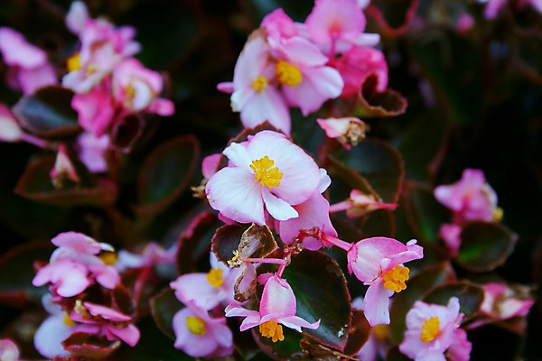 포토 JPG 해외이미지 식물 디자인 계절 꽃잎 꽃 분홍색 백그라운드 잎 꽃무늬 오렌지 자연 사람없음 야외 장식 빨간색 초록색 빛 컬러풀 노란색 정원 봄 활발 벚꽃 흰색 신선 개화 닫기 원예 내추럴 왁스 해외202007 해외포토 컬러 컨셉 무늬 과일 모션 취미 생태계 파일형식