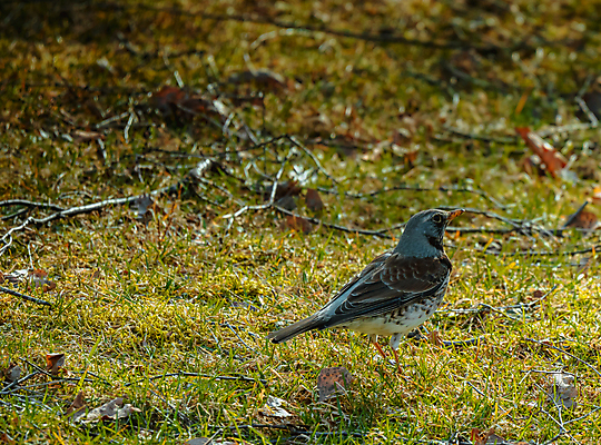 포토 JPG 해외이미지 나무 동물 열매 야생동물 백그라운드 겨울 밭 날개 오렌지 자연 조류 앉기 사람없음 목재 빨간색 갈색 노란색 봄 회색 흰색 나뭇가지 관찰 숲 깃털 싱글 꼬리 부리 내추럴 고립 동물상 해외202007 해외포토 식물 계절 컬러 농업 과일 재료 모션 조형물 생태계 파일형식