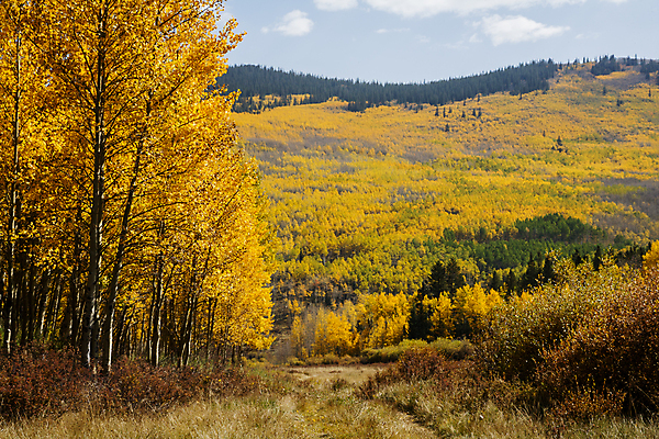 포토 JPG 해외이미지 구름 여행 잎 자연 하늘 날씨 산 풍경 사람없음 야외 초록색 파란색 태양 노란색 일출 일몰 가을 소나무 숲 지역 내추럴 콜로라도 해외202007 해외포토 자연요소 나무 식물 계절 컬러 노을 미국 생태계 파일형식