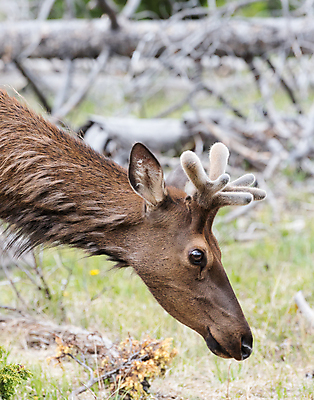포토 JPG 해외이미지 동물 호수 야생동물 포유류 가족 자연 사슴 산 털 종류 사람없음 물 갈색 어둠 코트 종 흰색 소나무 소 습지 숲 큼 시원함 속눈썹 버드나무 바퀴자국 황소 코 귀 무거움 주둥이 엘크 콜로라도 벨벳 해외202007 해외포토 자연요소 나무 컬러 관계 자국 신체부위 미국 외투 무게 크기 실크 눈썹 생태계 파일형식