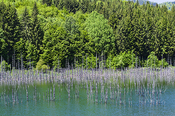 포토 JPG 해외이미지 나무 식물 공원 호수 여행 잎 자연 하늘 산 이끼 풍경 사람없음 야외 초록색 물 여름 파란색 강 봄 가을 나뭇가지 소나무 숲 위험 내추럴 삼림지대 해외202007 해외포토 자연요소 계절 공공시설 컬러 컨셉 생태계 파일형식