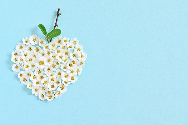 포토 JPG 해외이미지 모양 나무 무료이미지 꽃 꽃다발 결혼 컨셉 잎 패턴 하늘 추상 휴가 발렌타인데이 사랑 사람없음 장식 초록색 여름 정원 화환 봄 흰색 나뭇가지 하트 개화 관목 원예 해외202007 해외202105 해외포토 식물 계절 감정 컬러 무늬 데이이벤트 이벤트 취미 파일형식 무료콘텐츠