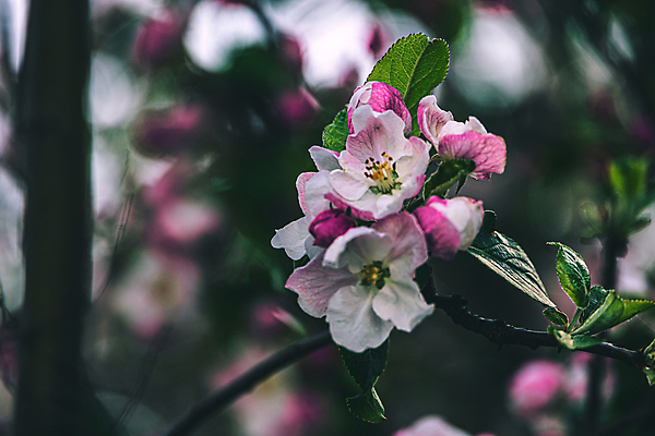 포토 JPG 해외이미지 식물 계절 꽃잎 꽃 분홍색 백그라운드 잎 꽃무늬 자연 사람없음 야외 초록색 컬러풀 정원 봄 벚꽃 흰색 개화 과수원 내추럴 해외202007 해외포토 컬러 무늬 농업 생태계 파일형식