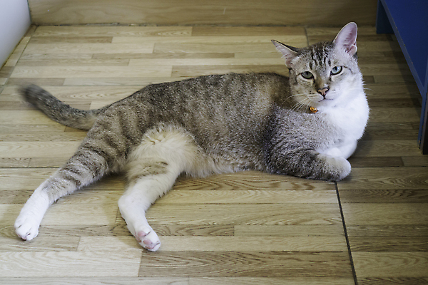 포토 JPG 해외이미지 한마리 바닥 사람없음 반려동물 눕기 고양이 카페 우아함 해외202007 해외포토 동물 1 컨셉 포유류 모션 상점 파일형식