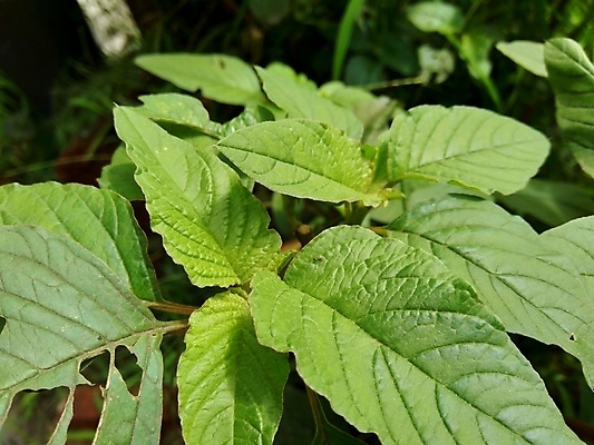 포토 JPG 해외이미지 식물 음식 조각 백그라운드 잎 농업 다이어트 채소 재료 자연 건강 요리 사람없음 초록색 물 정원 식사 샐러드 흰색 신선 조미료 맛 상품 덧셈 허브 오브젝트 유기농 질감 날것 시금치 흙더미 내추럴 고립 숙성 식용 채식주의자 비건 맛있는 해외202007 해외포토 자연요소 웰빙 산업 컬러 컨셉 흙 수학 생태계 채식 향미료 파일형식 더미