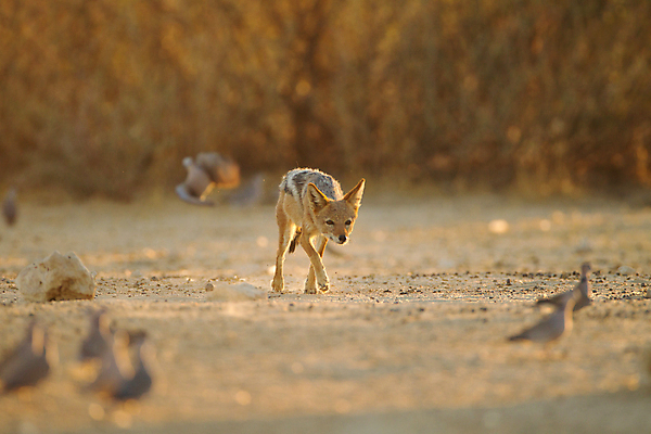 포토 JPG 해외이미지 동물 1 응시 야생동물 포유류 아프리카 자연 털 국립공원 서기 성인 사람없음 환경 검은색 힘 관찰 황무지 개 사파리 손목시계 싱글 사냥 육식동물 사냥꾼 멸종 케냐 서식지 내추럴 나미비아 보츠와나 해외202007 해외포토 직업 시선 공원 나라 시계 컬러 장신구 모션 사람 생태계 남아프리카 파일형식