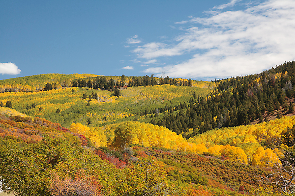 포토 JPG 해외이미지 구름 무료이미지 여행 잎 자연 하늘 날씨 산 풍경 사람없음 야외 초록색 파란색 태양 노란색 일출 일몰 가을 소나무 숲 지역 내추럴 콜로라도 해외202007 해외202105 해외포토 자연요소 나무 식물 계절 컬러 노을 미국 생태계 파일형식