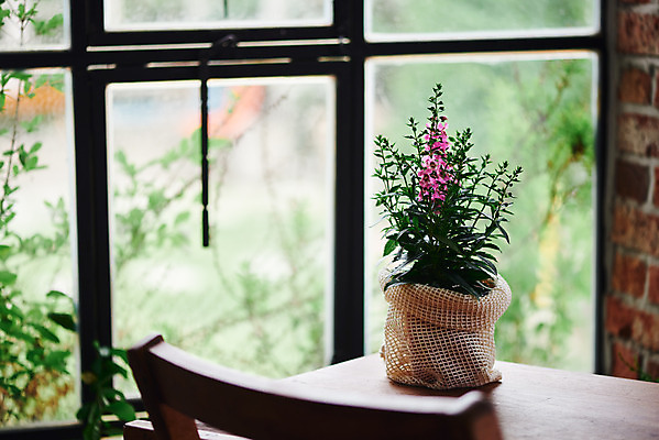 포토 JPG 식물 꽃 화분 화초 의자 실내 사람없음 컬러풀 창가 책상 오브젝트 감성 안젤로니아 국내포토 컬러 가구 컨셉 창문 내부 파일형식