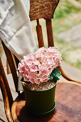 포토 JPG 주간 식물 꽃 화분 의자 사람없음 야외 오브젝트 감성 수국 국내포토 자연요소 가구 컨셉 파일형식