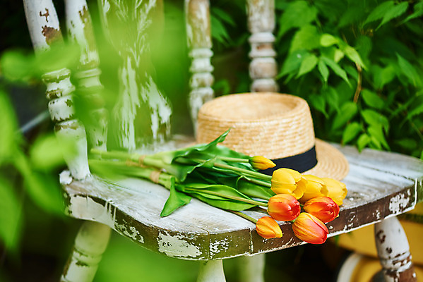 포토 JPG 주간 식물 모자 꽃 의자 사람없음 야외 아웃포커스 튤립 오브젝트 감성 국내포토 자연요소 잡화 가구 컨셉 촬영기법 파일형식