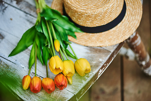 포토 JPG 주간 식물 모자 꽃 의자 사람없음 야외 튤립 오브젝트 감성 국내포토 자연요소 잡화 가구 컨셉 파일형식