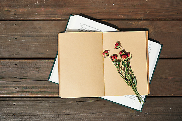 포토 자연요소 꽃 뷰포인트 컨셉 문구용품 파일형식 장미 공책 감성 드라이플라워 주간 사람없음 야외 책 하이앵글 JPG 오브젝트 국내포토