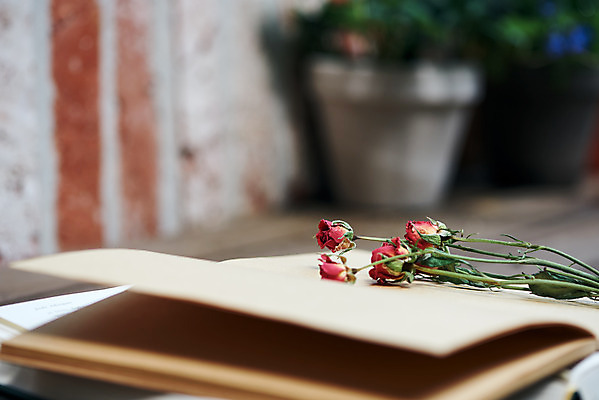 포토 자연요소 식물 꽃 뷰포인트 컨셉 촬영기법 파일형식 아웃포커스 근접촬영 감성 드라이플라워 주간 화분 화초 사람없음 야외 책 장미 JPG 오브젝트 국내포토