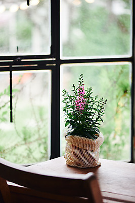 포토 JPG 식물 화분 화초 의자 실내 사람없음 창가 책상 오브젝트 감성 안젤로니아 국내포토 가구 컨셉 창문 내부 파일형식