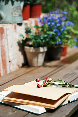 포토 JPG 주간 화분 화초 사람없음 야외 책 장미 공책 오브젝트 감성 드라이플라워 국내포토 자연요소 식물 꽃 컨셉 문구용품 파일형식