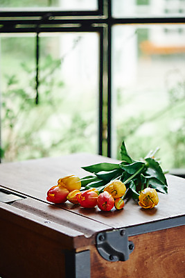 포토 JPG 식물 꽃 실내 사람없음 튤립 창가 책상 오브젝트 감성 국내포토 가구 컨셉 창문 내부 파일형식