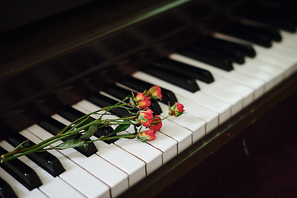 포토 JPG 식물 꽃 악기 음악 실내 근접촬영 사람없음 장미 건반 피아노 오브젝트 감성 드라이플라워 국내포토 뷰포인트 컨셉 문화예술 내부 건반악기 파일형식