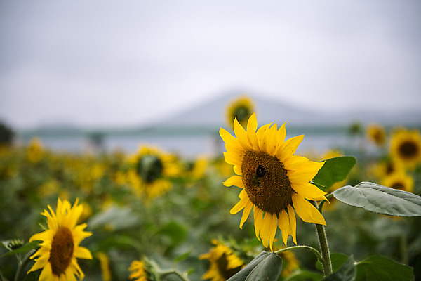 포토 JPG 주간 꽃 여행 꽃밭 해바라기 한국 풍경 근접촬영 사람없음 야외 관광지 가을 충청남도 공주 국내여행 금강 미르섬 국내포토 자연요소 식물 계절 아시아 뷰포인트 섬 강 공주_충청남도 충청도 파일형식