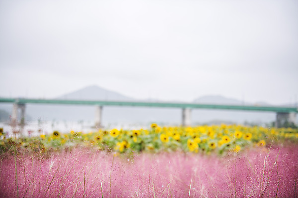 포토 JPG 주간 꽃 여행 꽃밭 해바라기 한국 풍경 사람없음 야외 관광지 가을 충청남도 공주 국내여행 금강 핑크뮬리 미르섬 백제큰다리 국내포토 자연요소 식물 계절 아시아 섬 강 다리_건축물 공주_충청남도 충청도 파일형식